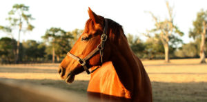 Equine Planet - Veterinary Services